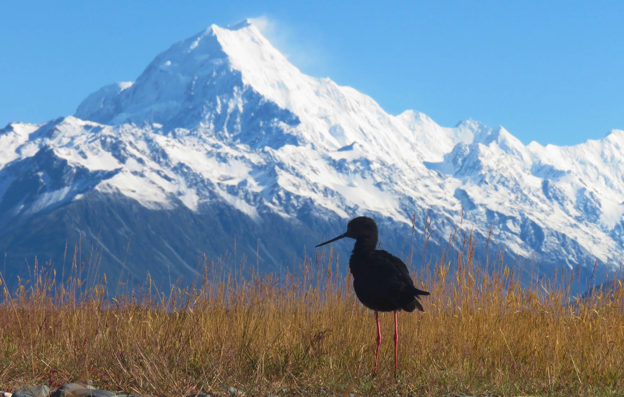 Black stilt/kakī, Aoraki/Mount Cook. Photo: Liz Brown