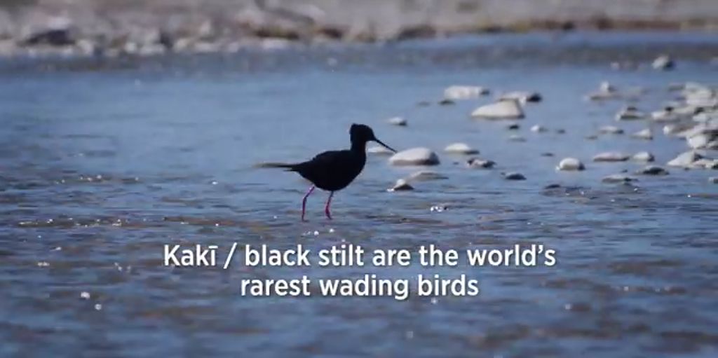 Video - Kakī/black stilts are the world's rarest wading bird