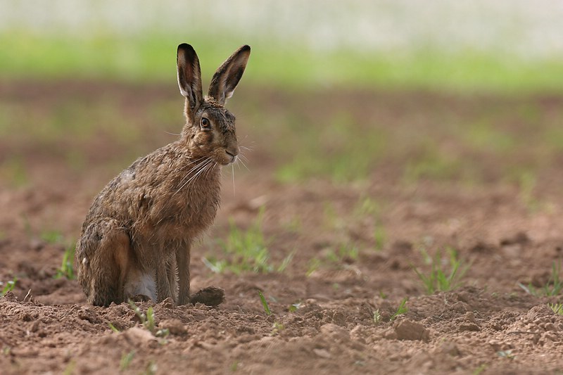 Brown hare