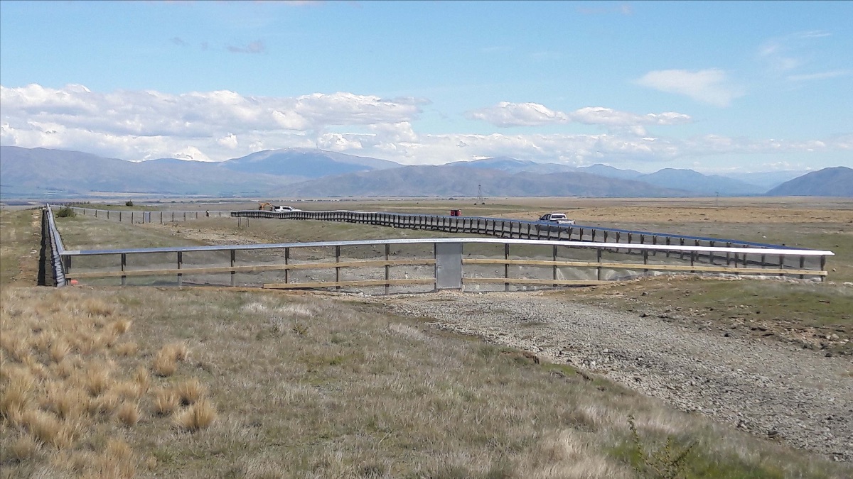 Robust grasshopper, Brachaspis robustus enclosure