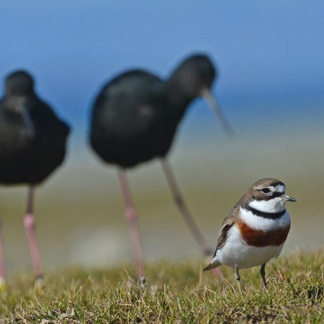 Banded dotterels and kaki