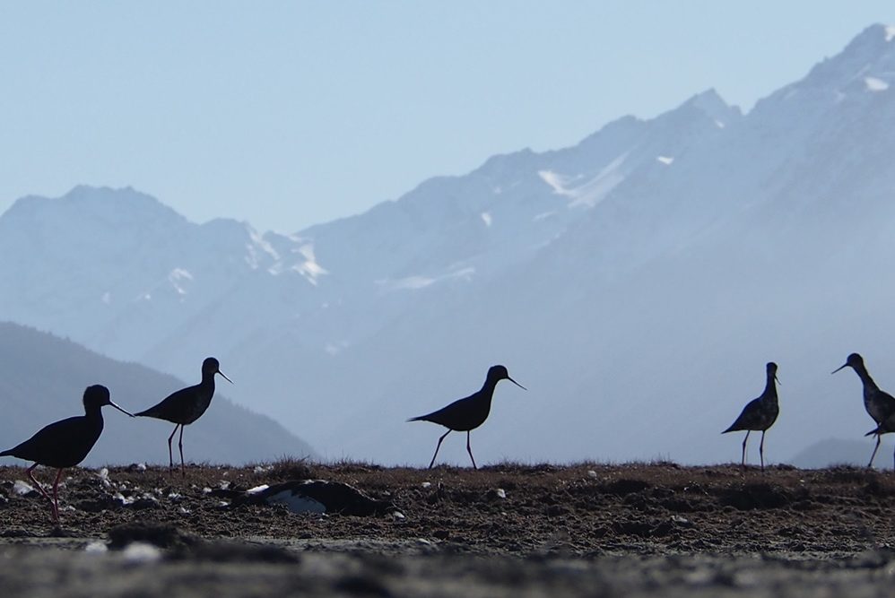 Kakī